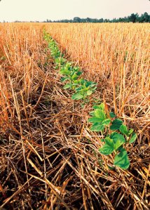 How Does No-Till Farming Work?