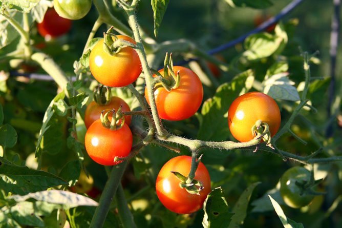 5 Simple Ways to Enjoy Homegrown Tomatoes