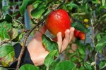 Garden & Orchard Diseases